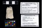 Foto (Objekt + Etikett) von Goniodromites bidentatus (Reuss, 1859)  (NHMW-GEO-2014-0194-0997)